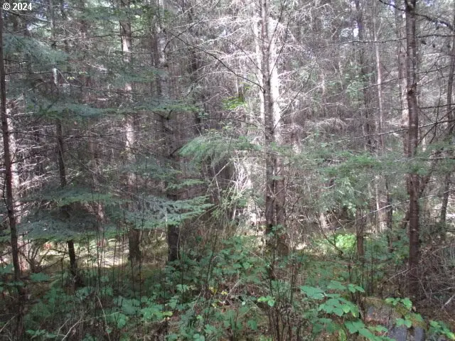 0 Bellinger Scale (1) Rd, Lebanon, OR 97355 - #3