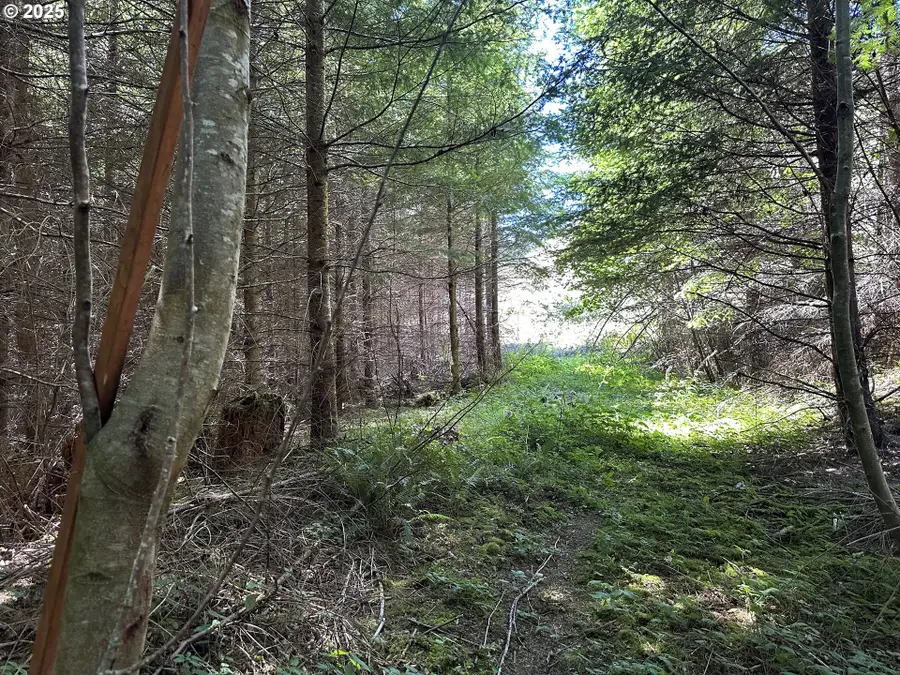 0 Glenn Creek Rd #300, Allegany, OR 97407 - Image #2