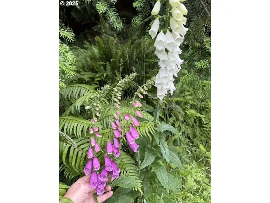 3196 S Tenmile, Lakeside, OR 97449 - Image #2