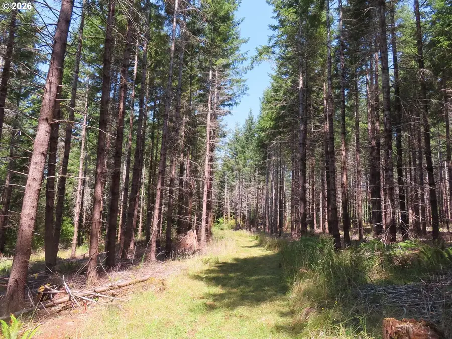 Chandler Rd, Bunker, WA 98572 - #2