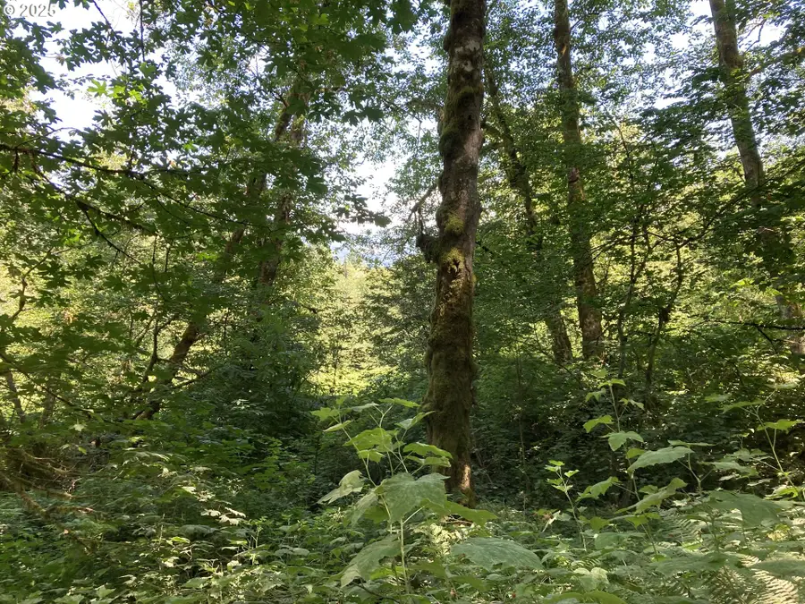 NE 197th Ct, Amboy, WA 98601 - Image #2