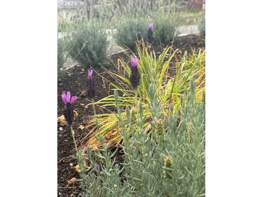 15240 SW 100th Ave, Tigard, OR 97224 - Image #2