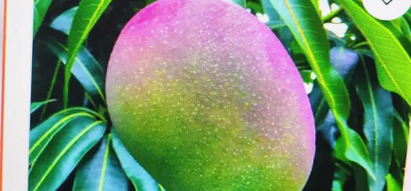 2829 NW 9th Place, Fort Lauderdale, FL 33311