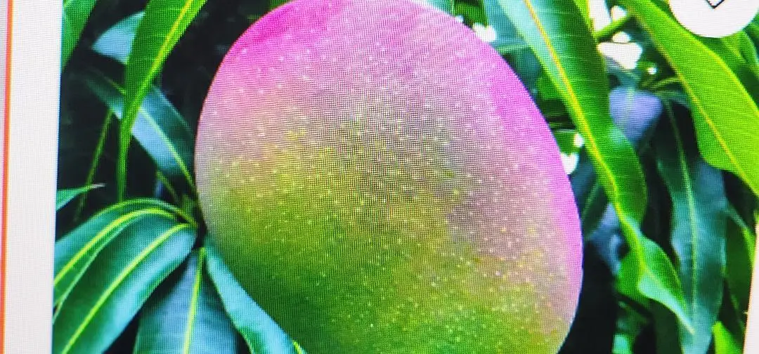 2829 NW 9th Place, Fort Lauderdale, FL 33311 - #1