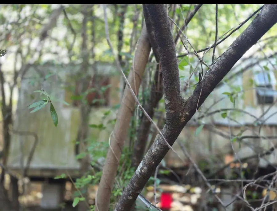 750 N Arboleda Street, Clewiston, FL 33440 - #2