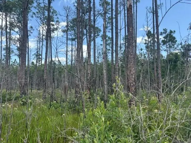 0 Holopaw Groves Road, Saint Cloud, FL 34772 - #2
