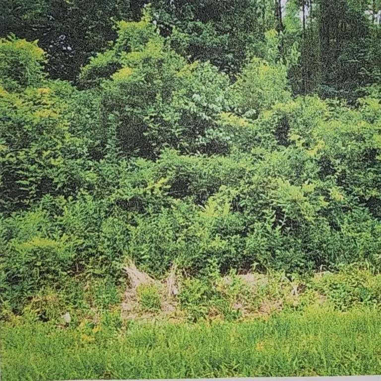 XXXX Xxxx Fairbanks Ferry, Tallahassee, FL 32312 - Image #2