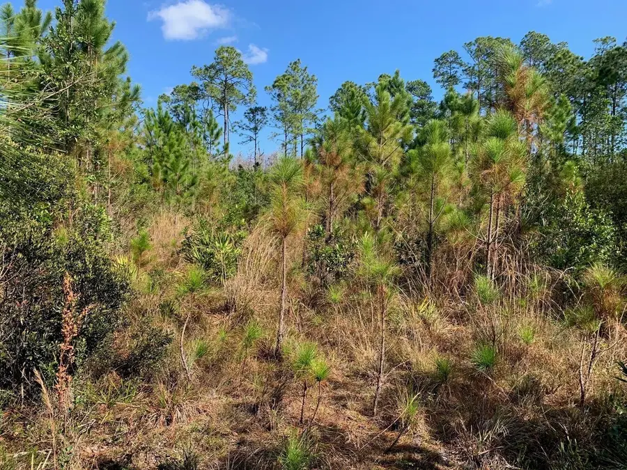 0 Holopaw Groves Rd, Saint Cloud, FL 34772 - Image #2