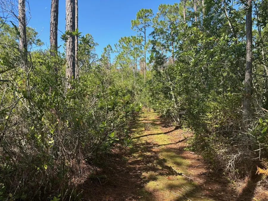 0 Holopaw Groves Rd, Saint Cloud, FL 34772 - Image #3