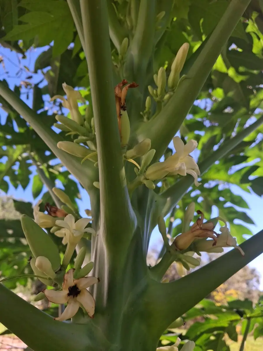 17230 NW 264th St., Okeechobee, FL 34972 - Image #3