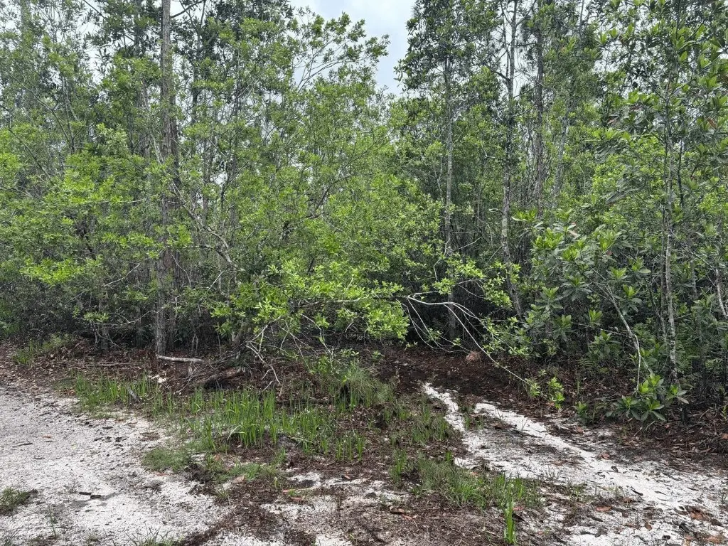 0 Holopaw Groves Road, Saint Cloud, FL 34772 - #1