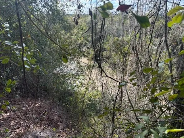 0 County Rd 54, Kathleen, FL 33849 - Image #3