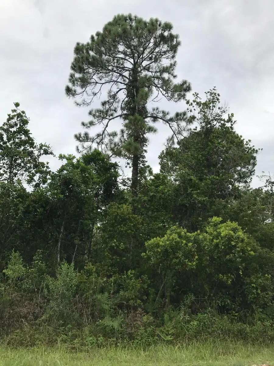 1126 Greenfield Street, Lake Placid, FL 33852 - Image #3