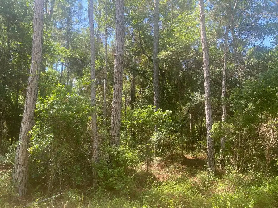 Tbd NE 155 Lane, Fort McCoy, FL 32134 - Image #2