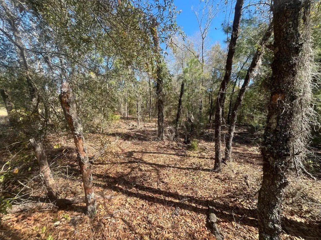 Tbd Kitty Avenue, Interlachen, FL 32148 - Image #1