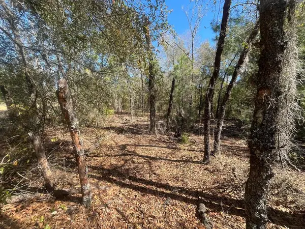 Tbd Kitty Avenue, Interlachen, FL 32148