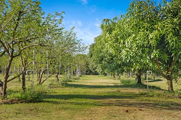 3057 D Road, Loxahatchee Groves, FL 33470