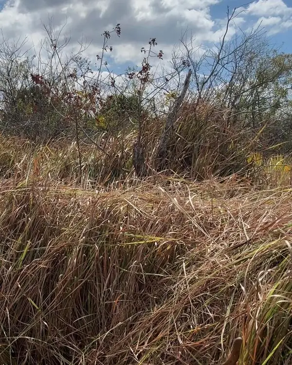 1558 Burney Street Sw, Palm Bay, FL 32908