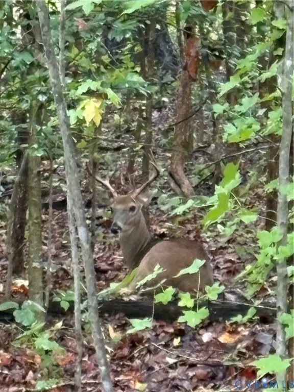 0 Cumberland Road, Farmville, VA 23901 - Image #3