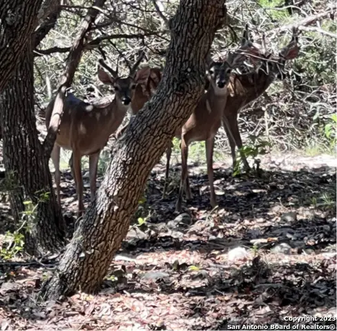 1118 Stagecoach Dr, Canyon Lake, TX 78133 - Image #2