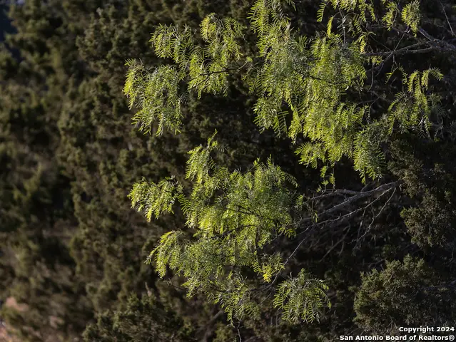 TBD Herbert-schaefer, Fredericksburg, TX 78624 - Image #3