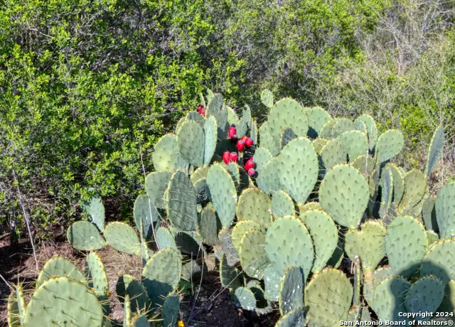 00 Utopia Forest, Dhanis, TX 78850 - Image #1