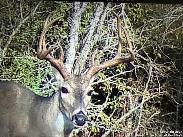 13004 Fm 3353, Kingsbury, TX 78638 - #1