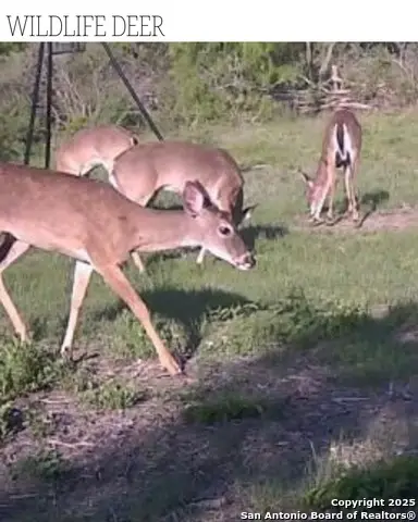 14345 Wisdom, Atascosa, TX 78002 - Image #2