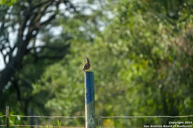 000 Brite Lane, Poteet, TX 78065 - Image #2