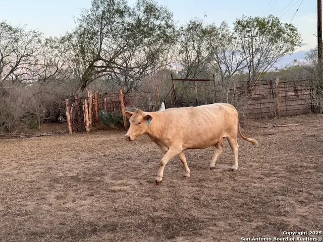 TBD Fm 1681, Stockdale, TX 78160 - Image #3