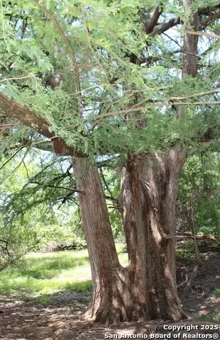 149 Bloodhound, Sisterdale, TX 78006 - Image #2