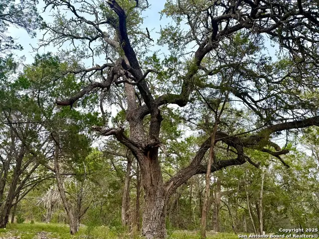 254 Flanders, Fischer, TX 78623 - #2