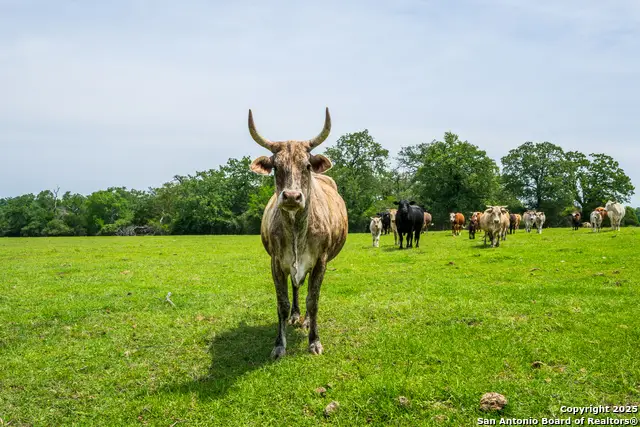 3671 County Road 455, Thorndale, TX 76577 - Image #1