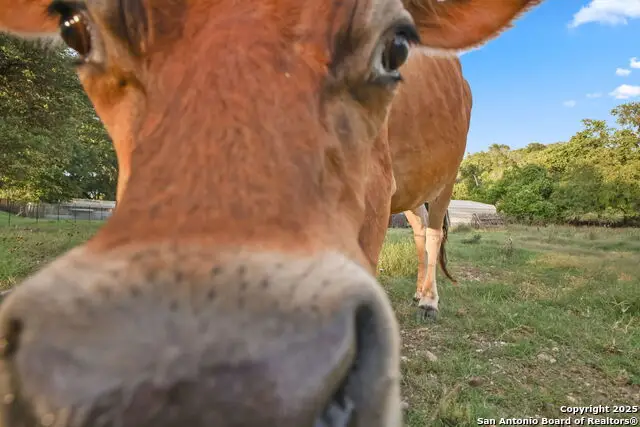 319 Los Indios, Boerne, TX 78006 - Image #2