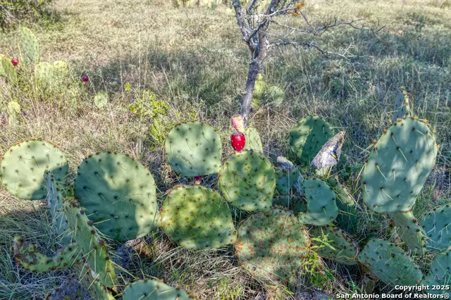 1 Utopia Forest, Dhanis, TX 78850 - Image #2