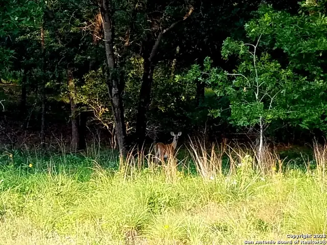 2404 County Road 320, Floresville, TX 78114 - Image #1