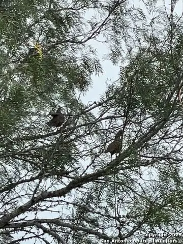 TR 123 Triple T-bar-l Rch, Freer, TX 78341 - Image #3