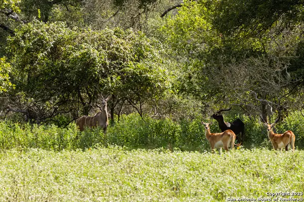 8841 Fm 775, La Vernia, TX 78121