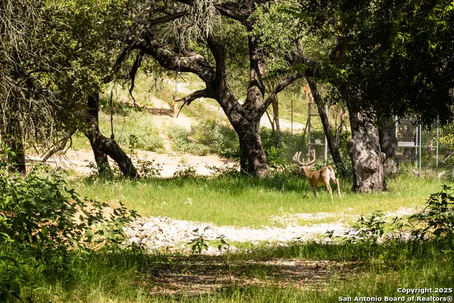 8841 Fm 775, La Vernia, TX 78121 - Image #2