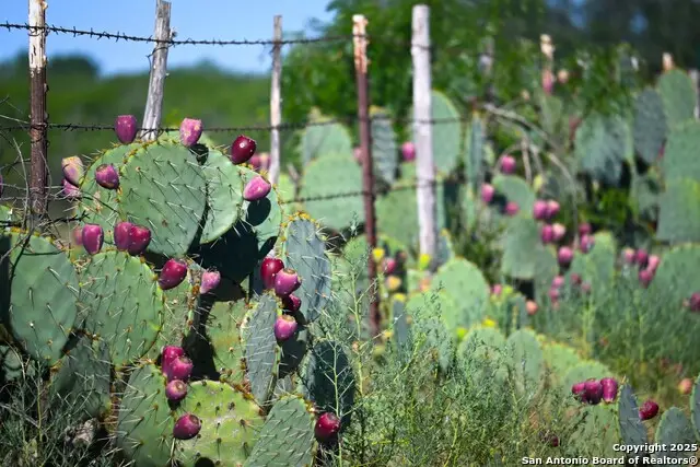 LOT 36 County Road 2500, Bigfoot, TX 78005 - Image #1