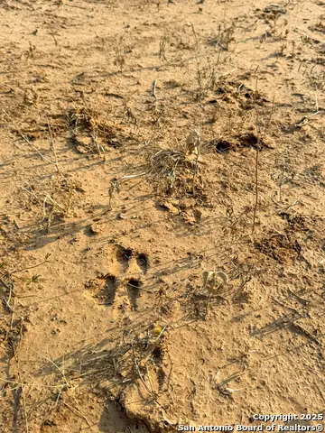 6870 County Road 329 (tract 1), Jourdanton, TX 78026 - Image #3