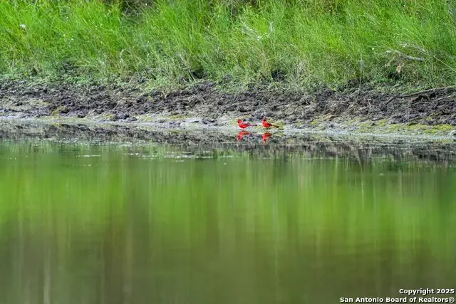 12937 Fm 743, Kenedy, TX 78119 - Image #3