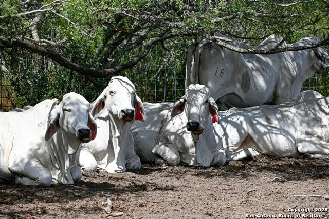 10+/- ACRES Cr 152, Kenedy, TX 78119 - Image #3