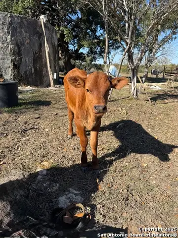 718 Windmill Ridge, Blanco, TX 78606 - Image #3