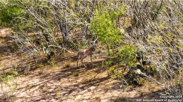 000 Cr 124, Kenedy, TX 78119 - Image #3