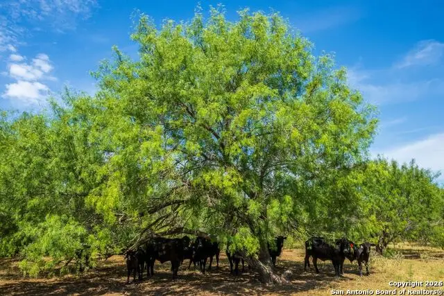 CR 732 Cr, Yancey, TX 78886 - Image #2