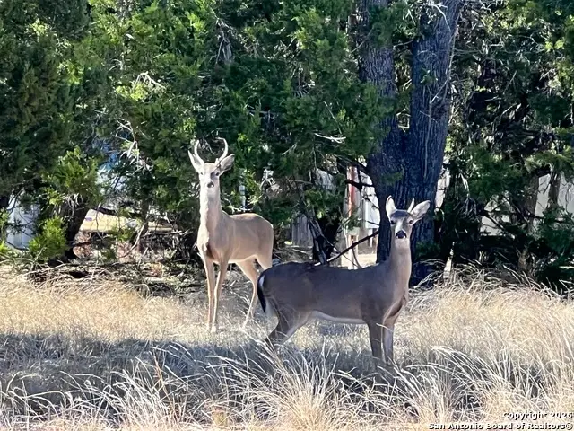 LOT 44 Pr 1508, Bandera, TX 78003 - Image #3