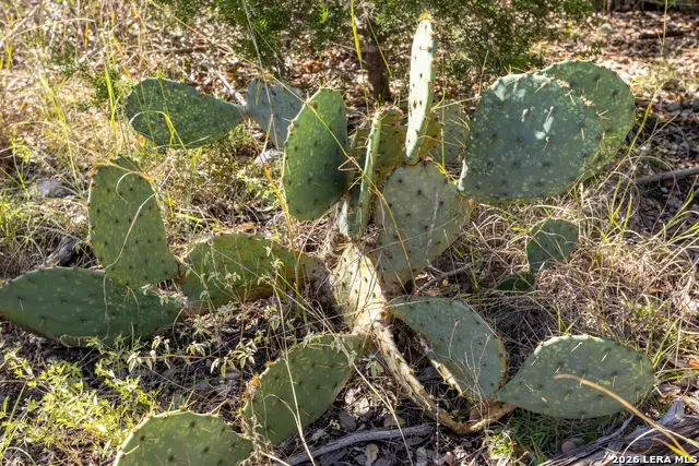 BLOCK 1, LOT 13 Standing Tall, Boerne, TX 78006 - #2