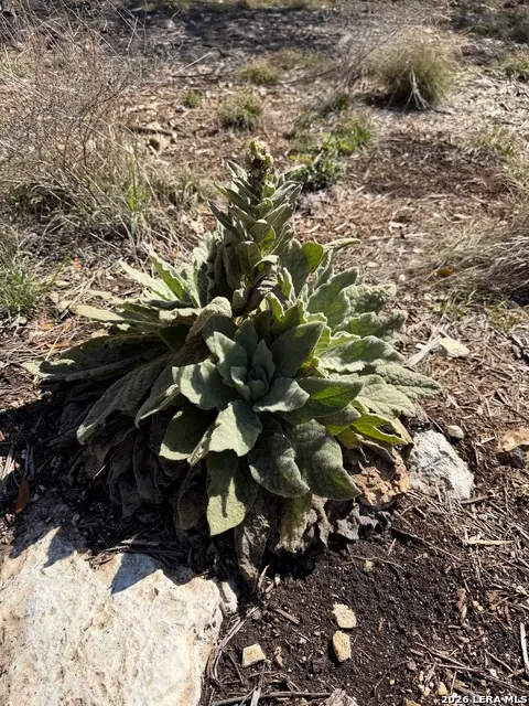 126 Silverado, New Braunfels, TX 78132 - #2