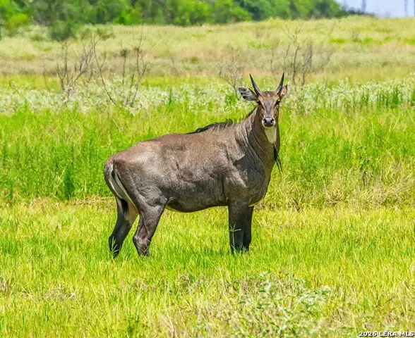 TBD Zinnia Road, Lyford, TX 78580